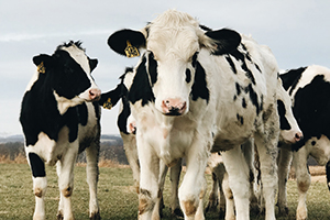 Bovine (Cattle & Buffalo)