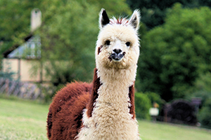 Camelid (Camel)