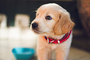 Canine (Dog)