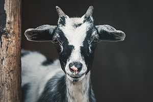 Caprine (Goat)