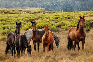 Equine (Horse & Donkey)
